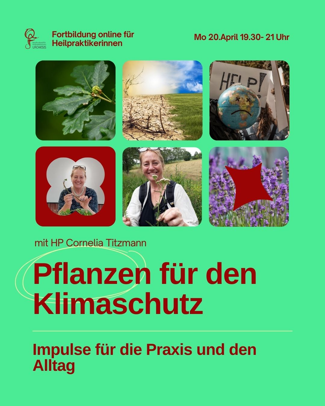 Pflanzen für den Klimaschutz Beitragsbild